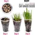 thumbnail image 2 of FIEND Cat Grass Seeds - Organic Wheatgrass Seed - Over 2600 Seeds - Enough to Grow 32 pots of CAT Grass! Bulk Pack, 2 of 3