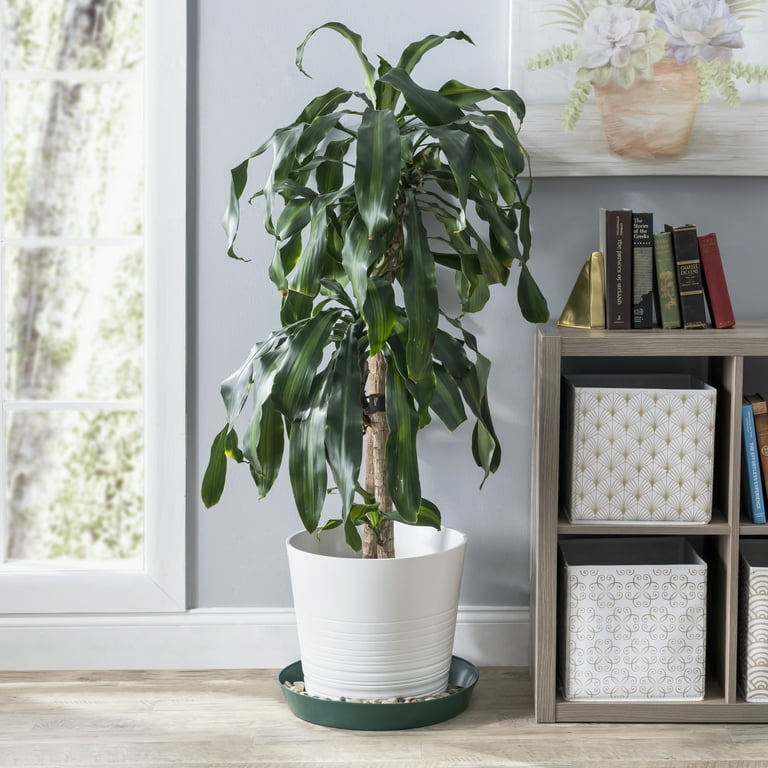 monstera swiss Swiss Cheese Monstera Adansonii Houseplant Nursery 4"