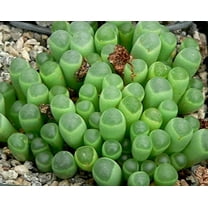 CZ Grain 30 Fenestraria Aurantiaca Plant Seeds