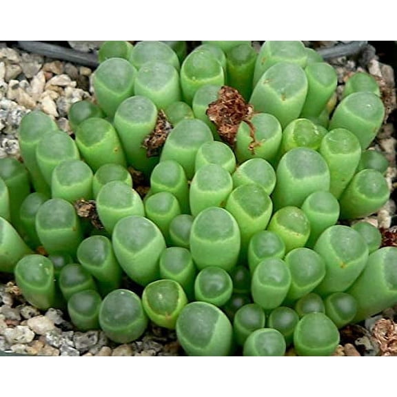 CZ Grain 30 Fenestraria Aurantiaca Plant Seeds