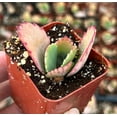 thumbnail image 3 of Live Mother of Thousands Plant - Kalanchoe Succulent Plant - Mother Of Millions Plant - 2 Inch Pot, 3 of 6