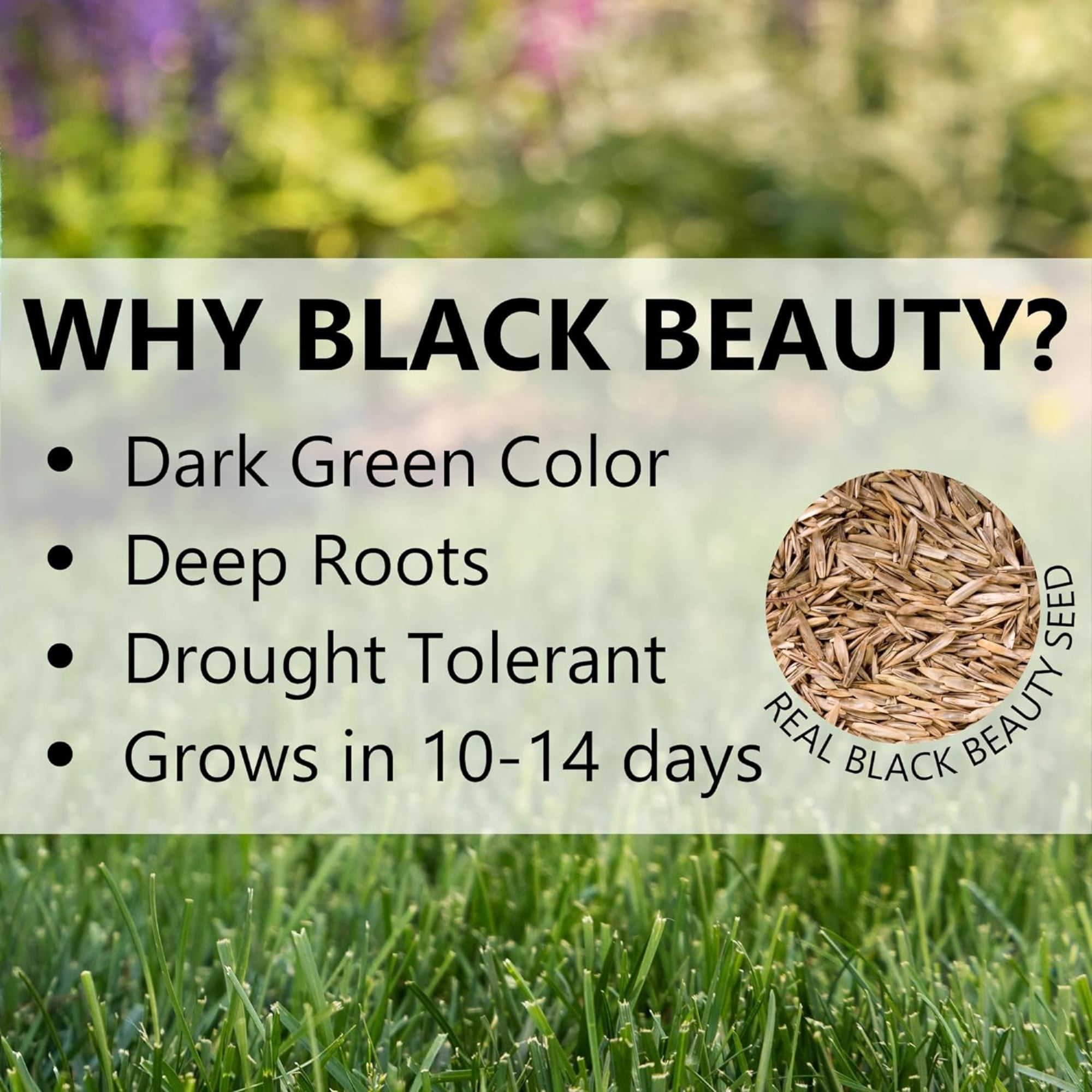 Jonathan Green Black Beauty 7 Lb. 2975 Sq. Ft. Coverage Full Sun Grass Seed