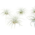 thumbnail image 3 of Air Plant Shop Rare Tectorum Ecuador Air Plants - Unique, Bright White, Nursery-Grown Tillandsia House Plant with Fuzzy Trichomes for Terrariums, Driftwood & Living Walls - Wholesale (Pack of 10), 3 of 13