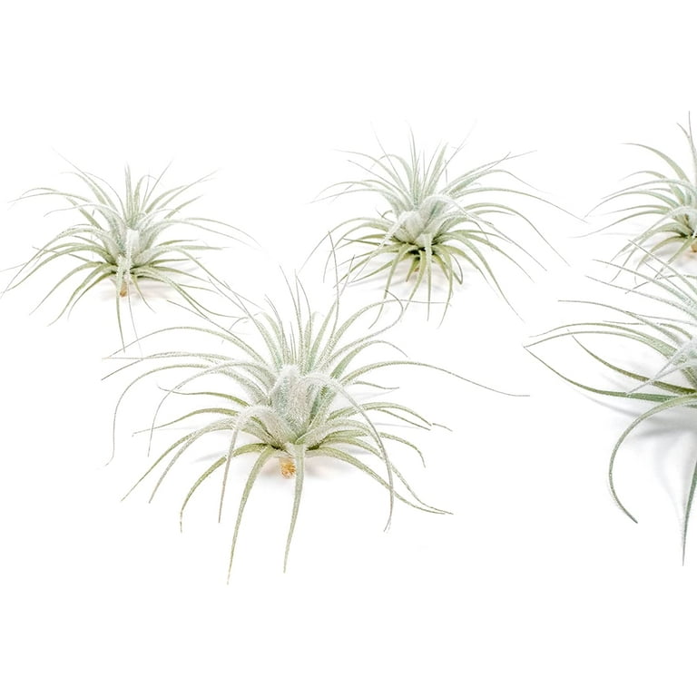 bouturage philodendron Bouture Philodendron Florida Ghost