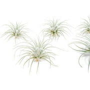 Air Plant Shop Rare Tectorum Ecuador Air Plants - Unique, Bright White, Nursery-Grown Tillandsia House Plant with Fuzzy Trichomes for Terrariums, Driftwood & Living Walls - Wholesale (Pack of 5)