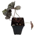 thumbnail image 3 of Silverberry Coral Bells - Heuchera - Perennial - 2.5" Pot, 3 of 4