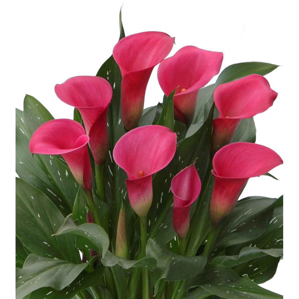 Better Homes and Gardens Outdoor Live Plant Calla Lily ...