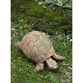 thumbnail image 1 of Campania International A-071-AL Turtle Statue, Aged Limestone Finish, 1 of 2