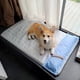 thumbnail image 3 of HOOPET VIP Summer Dog Bed Pet Cooling Mat for Small Big Dog Cat Durable Blanket Sofa Cat Ice Pad Pet Accessories ShopWise Round, 3 of 3