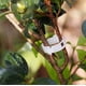 thumbnail image 4 of Apuakthei 50 piezas de clips de soporte para plantas para jardín, tomate, huerto, enredadera para que crezcan en posición vertical y hagan que las plantas crezcan más fuertes, clips de hilo, 4 of 5