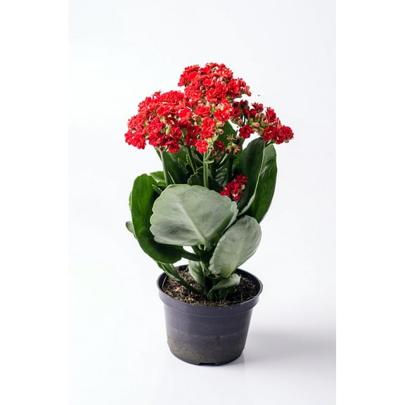 Red Calandiva Plant - 2.5" Pot - Kalanchoe - Double Dark Red Blooms!