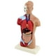 thumbnail image 3 of 27cm Torso anatómico humano modelo de esqueleto tamaño real para escue, 3 of 6