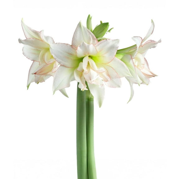 Harlequin® Sonata Amaryllis