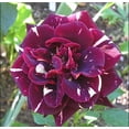 thumbnail image 3 of 30+ Seeds| Red Blend Memphis Music Shrub Rose - Authentic Seeds - Perennial~GMO Free~~Flower seeds ~ Asian Garden~ Herbs B5G1#1065, 3 of 5
