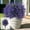 Purple, variant on HOARBOEG Artificial Lavender Flowers with Ground Stake UV Resistant Outdoor Fake Plants Faux Greenery Bush for Garden Patio Yard Porch Decor