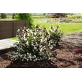 thumbnail image 3 of 2 gal. Tuxedo Weigela Live Shrub, Pure White Flowers, 3 of 10