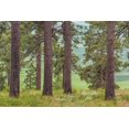 thumbnail image 2 of Paulson, Don 32x23 Gold Ornate Wood Framed with Double Matting Museum Art Print Titled - Washington, Palouse Hills Pine forest scenic, 2 of 4