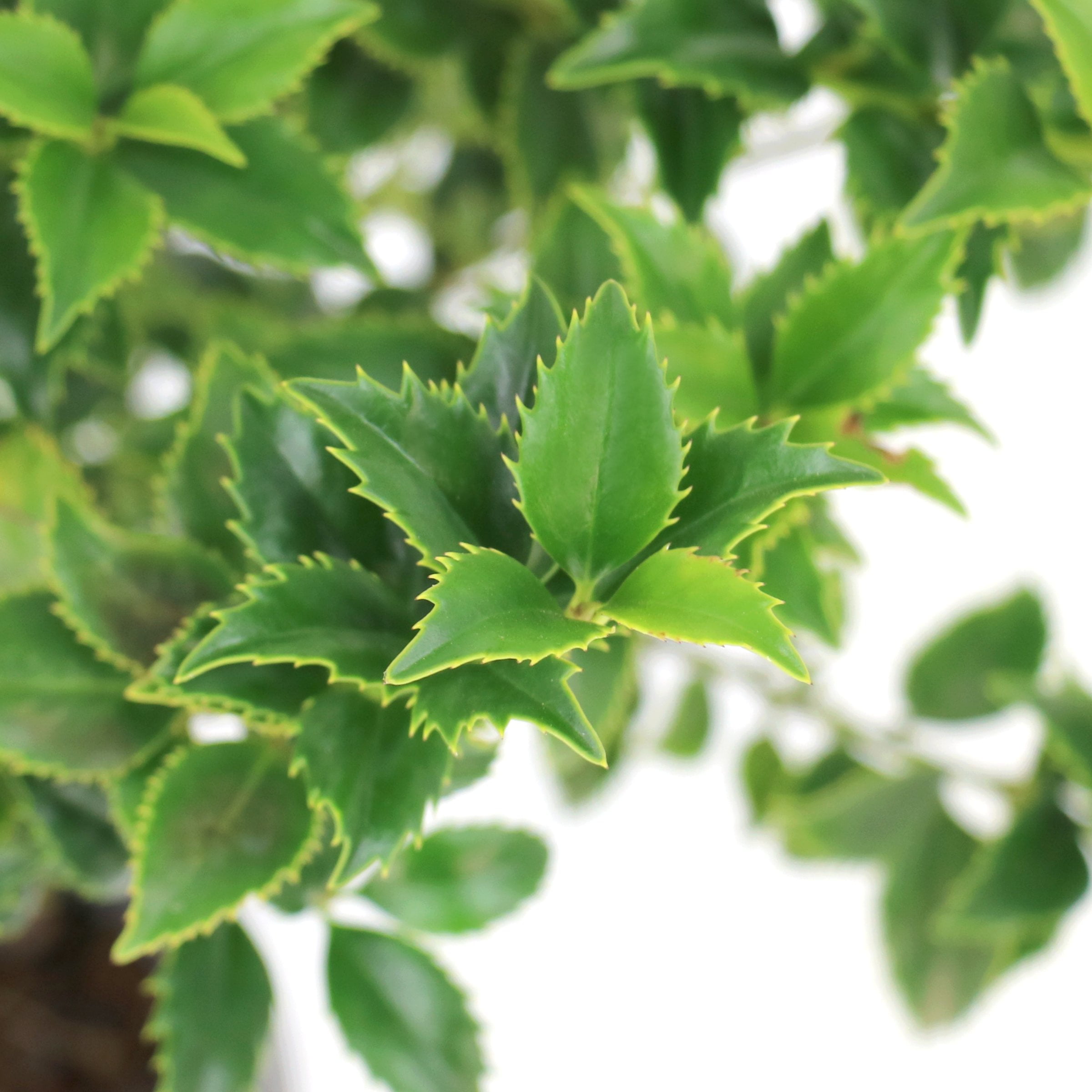 National Plant Network 3 gal. Ilex Miss Patricia Shrub