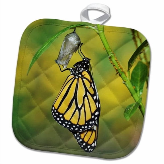 3dRose, Monarch butterfly emerging from chrysalis, Hill Country, Texas, 8x8 Potholder