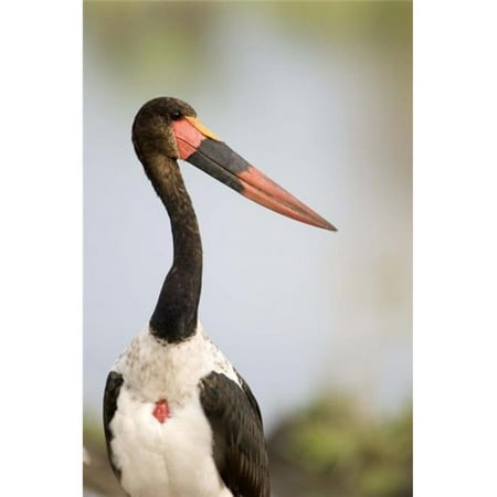 - Close-up of a Saddle Billed stork - Ephippiorhynchus Senegalensis bird Tarangire National Park Tanzania Poster Print by - 16 x 24