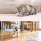 thumbnail image 5 of Pelota interactiva de juguete para gatos, juguete automático para gatos, juguete inteligente para gatos de interior, juguetes para gatos, regalo para tu gatito (rosa), 5 of 5