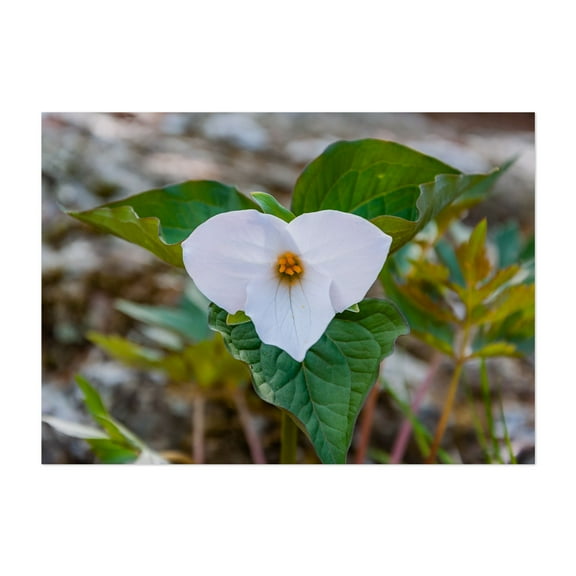 Trillium Bloom in the Appalachians in Spring - Virginia Photography Flowers Botanical Nature Floral Garden Woodland Scenic Unframed Wall Art Print 4 x 6 inches