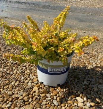 Lone Star Growers Peach Perfection Abelia, Flowering Outdoor Plants & Shrubs, 2 Gal. Pot
