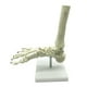thumbnail image 5 of Esqueleto Humano 1:1 Modelo de AnatomíA del Pie, Pie y Tobillo con VáStago Modelo AnatóMico Recursos de EnseñAnza de AnatomíA, 5 of 5