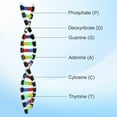 thumbnail image 3 of ifundom dna molecule module Multi Plastic Easy Disassembly for High School Students 1Pcs, 3 of 8