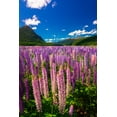 thumbnail image 2 of Bishop, Russ 11x14 White Modern Wood Framed Museum Art Print Titled - Spring lupine in Eglinton Valley-Fiordland National Park-South Island-New Zealand, 2 of 4