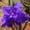 Purple, variant on Canna,  Low Maintenance -Excellent Display, Easy Grow - Ideal for Beds Borders, Plant Pots & Planters.