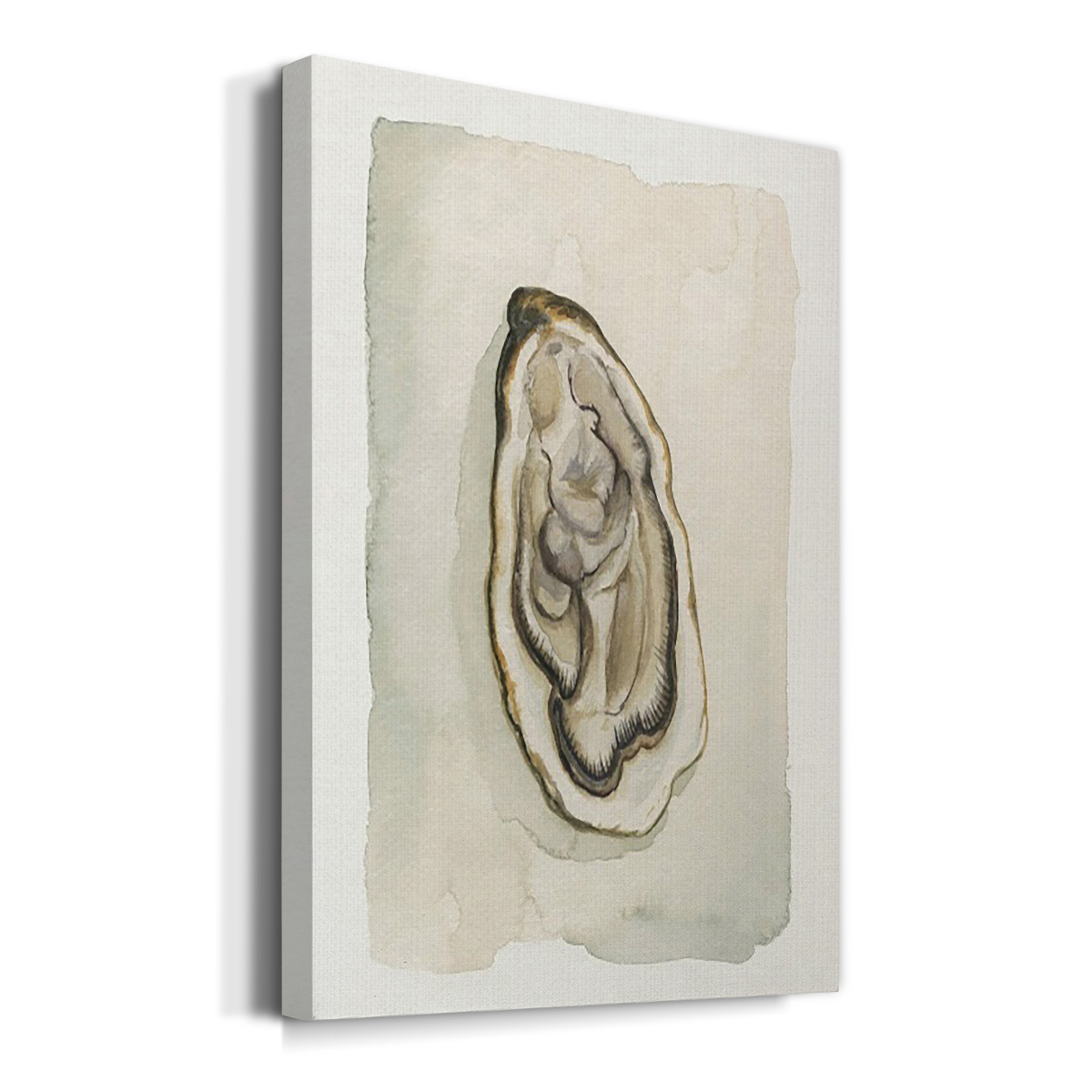 Soft Half Shell II Premium Gallery Wrapped Canvas - Ready to Hang