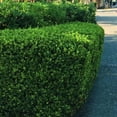 thumbnail image 4 of 6 Green Velvet Boxwood, Live Plants (Buxus ‘Green Velvet’) – Compact Rounded Evergreens, Thriving in 2.5” Nursery Cubes, 4 of 7