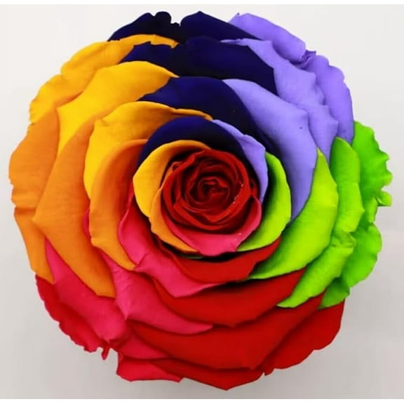Preserved Rainbow Rose Fresh flowers Valentine's Day Gift Long-Lasting Real Flowers