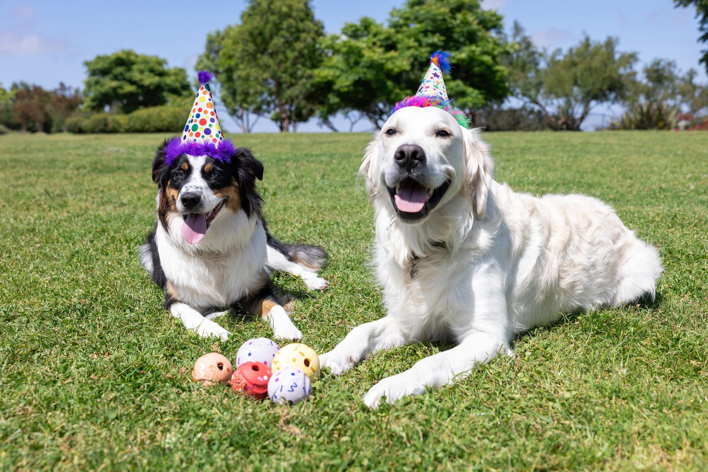 Chuckit! Birthday Fetch Medley Dog Balls, Medium 2.5", Pack of 3 – Birthday‑Scented Rubber Fetch Toys for Dogs 20–60 lb