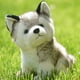 thumbnail image 4 of FELTECHELECTR Adorable peluche de husky sentado para niños (30 cm), 4 of 6