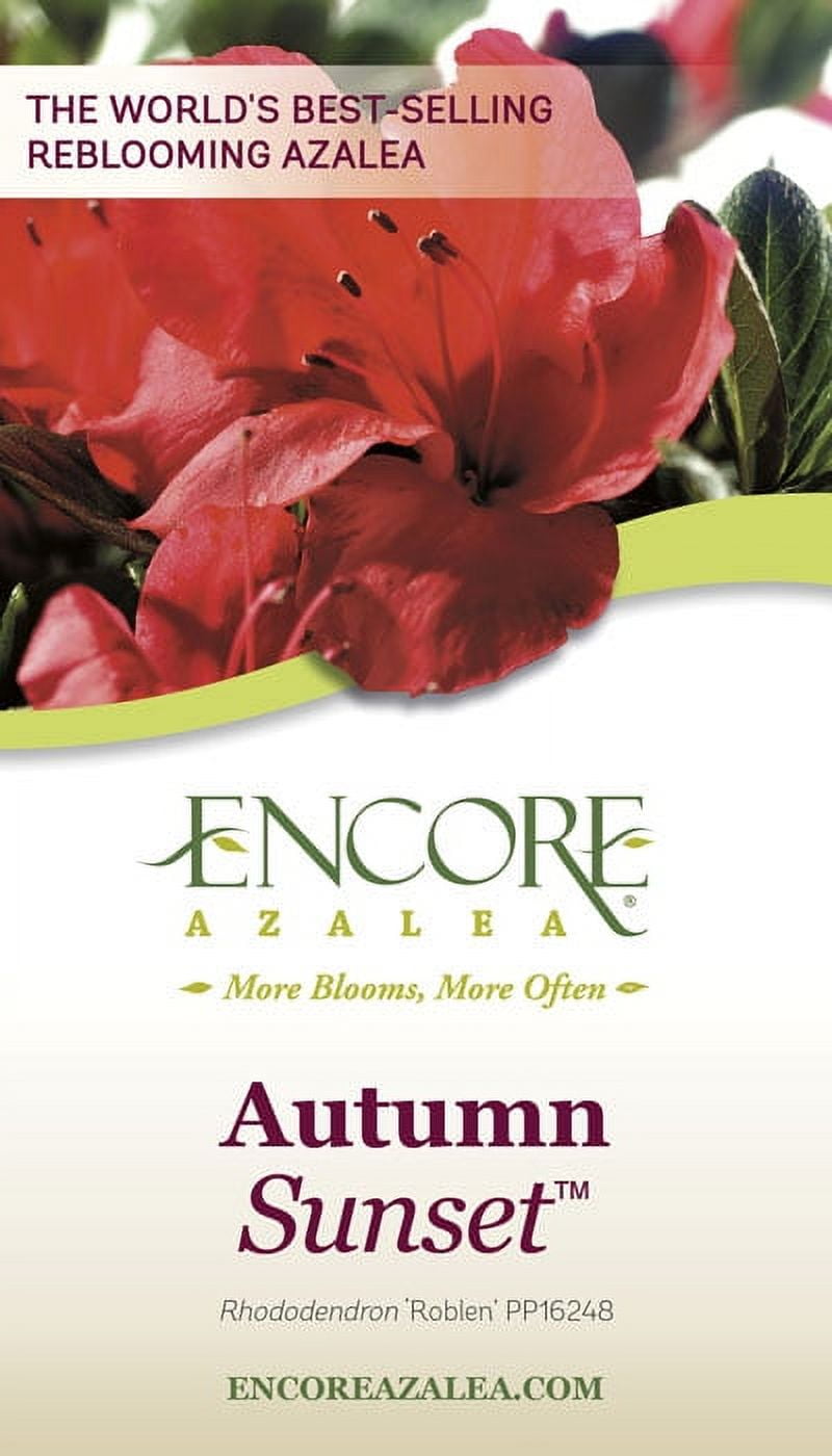 Encore Azalea Autumn Sunset (2 Gallon) Purple Flowering Shrub - Full Sun Live Outdoor Plant