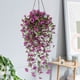 thumbnail image 3 of Cesta Colgante De Violetas Artificiales, Decoración De Pared Con Flores De Seda, Elegante Detalle Para El Hogar, Planta Artificial De Bajo Mantenimiento, Adorno De Techo Para Sala De Estar, 3 of 8
