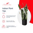 thumbnail image 4 of Andersen Farms Sansevieria Laurentii Live Plant Indoor/Outdoor in 10 in Plastic Grower Pot, 4 of 4
