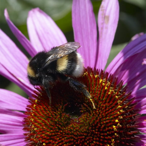 Van Zyverden Coneflowers Bumble Bee Pollinator 5 Plant Roots Purple Full Sun Easy to Grow 1 lb
