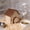 D, variant on HOARBOEG Wooden Hamster Hideout House - Natural Solid Wood Hut for Hamster Gerbil Mouse Small Animals Cage Decor, Safe Hide Bed for Gnawing Sleeping, Chew Toy and Small Pet Cage Accessories