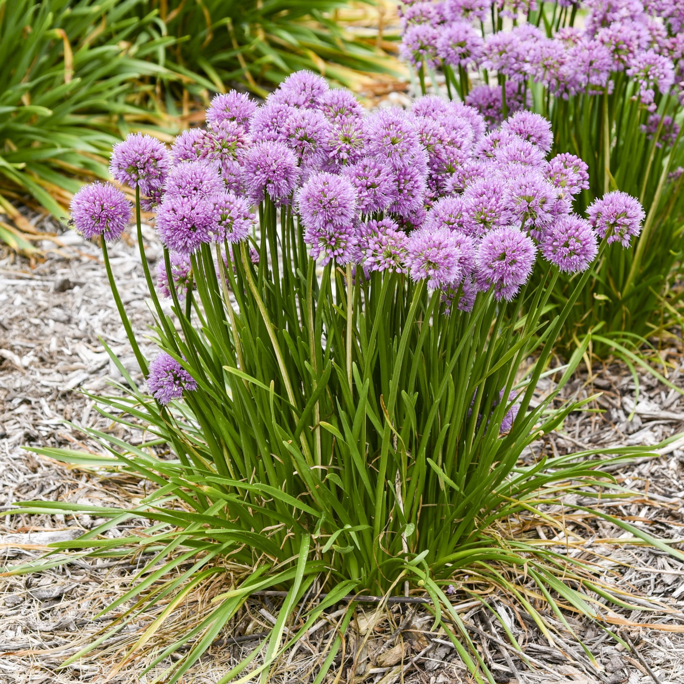 Proven Winners 6" Purple 'All the Buzz' Ornamental Onion Live Plant in 6.5" Pot