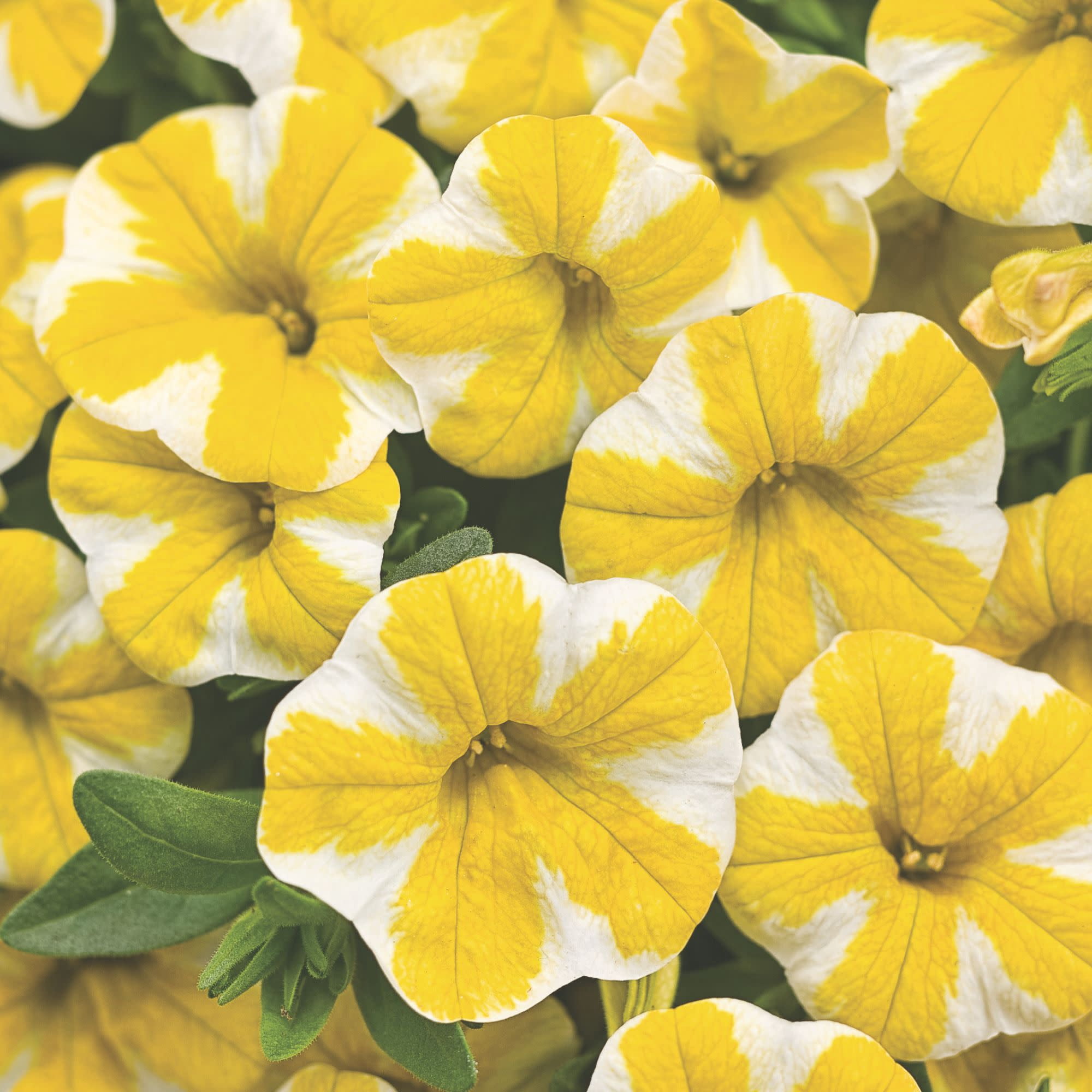 Proven Winners 4" Multicolor Superbells Lemon Slice Calibrachoa Live Plant in 4.25" Pot (4 Count)