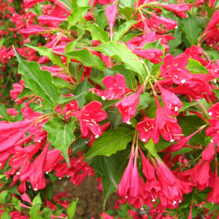 Live Red Weigela 8–10 Inch Starter Plant, Fragrant Red Flowers Hardy Shrub for Garden and Outdoor Landscaping