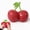Cherry -6.3 inch, variant on Giant Cherry Squishy,6.3 inch Jumbo Cherry Squishies Stress Balls, Silent Slow Rising Gem Cherry Shape Squeeze Sugar Balls,Anxiety Relief Gifts for Adults