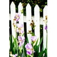thumbnail image 2 of Hausenflock, Alan 13x18 Gold Ornate Wood Framed with Double Matting Museum Art Print Titled - Iris on a Fence, 2 of 4