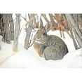 thumbnail image 3 of Schell, Jennie Marie 14x11 Black Modern Framed Museum Art Print Titled - Cottontail Rabbit in Snow 2, 3 of 5