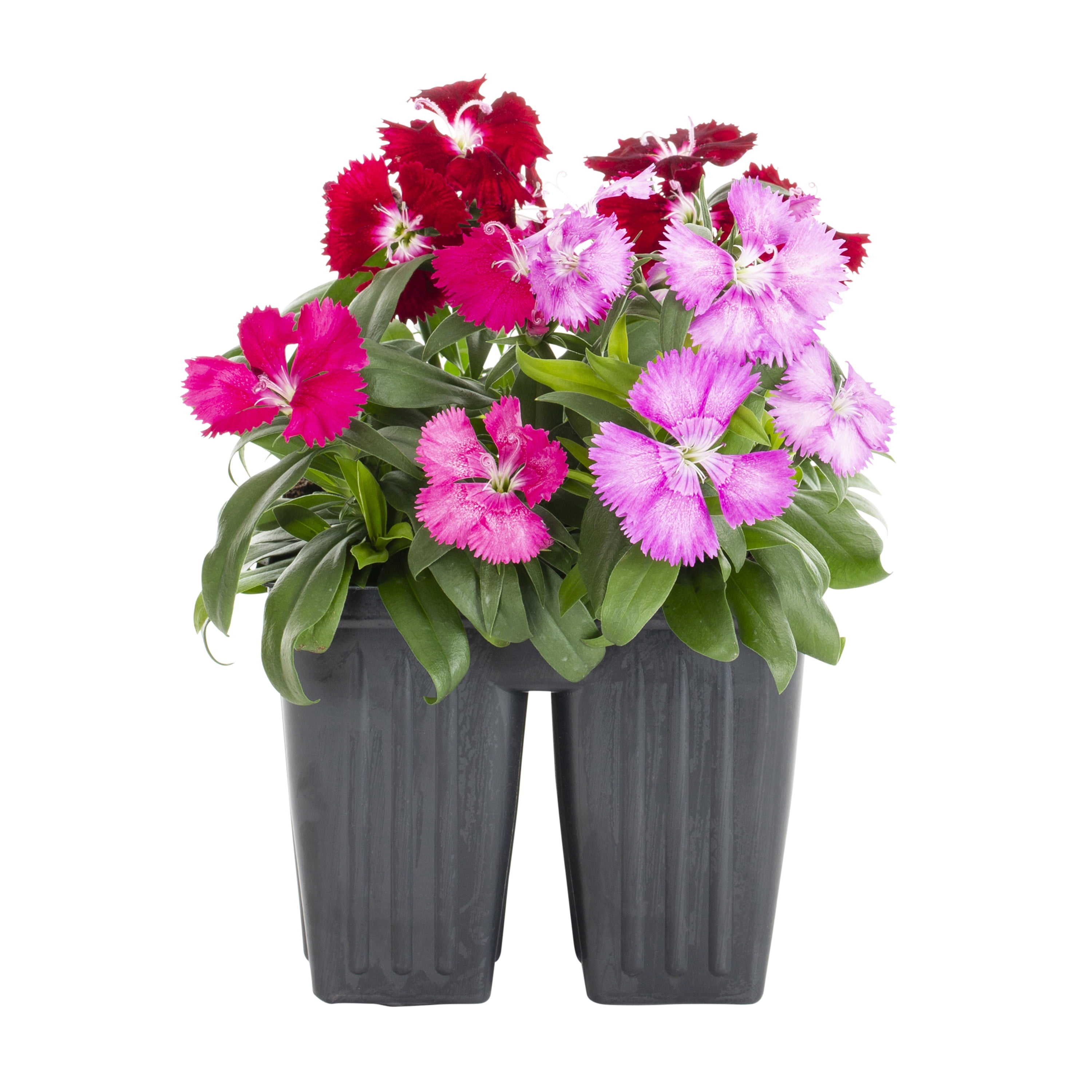 Expert Gardener 4PK Multicolor Dianthus Live Plants with Grower Pack