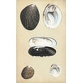 thumbnail image 2 of Wood 21x32 White Modern Wood Framed Museum Art Print Titled - Marine Bivalves II, 2 of 4