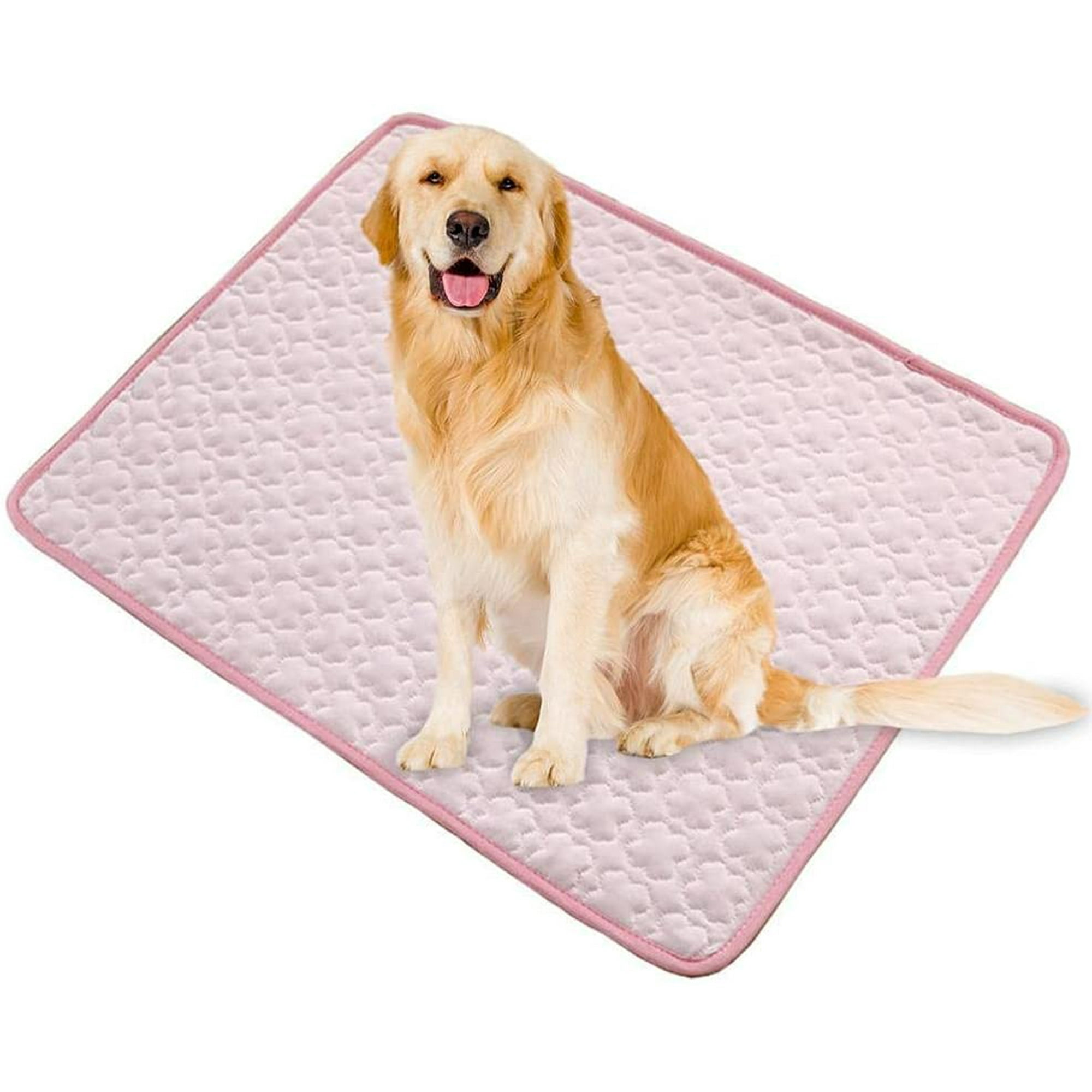 When Can Puppies Control Their Body Temperature